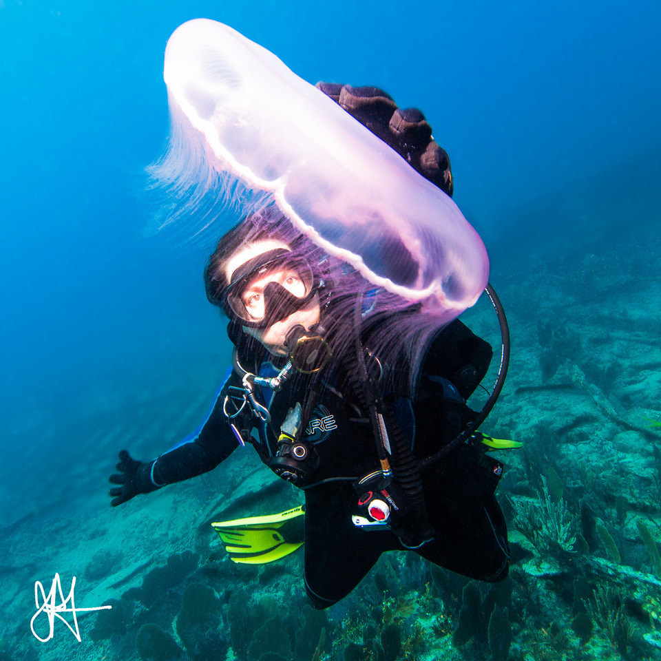 Diver and Moon Jellyfish, Key Largo, FL